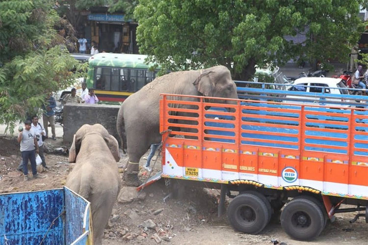Cargan a cuatro elefantes maltratados en camiones. ¿A dónde los llevan? Todo un milagro...