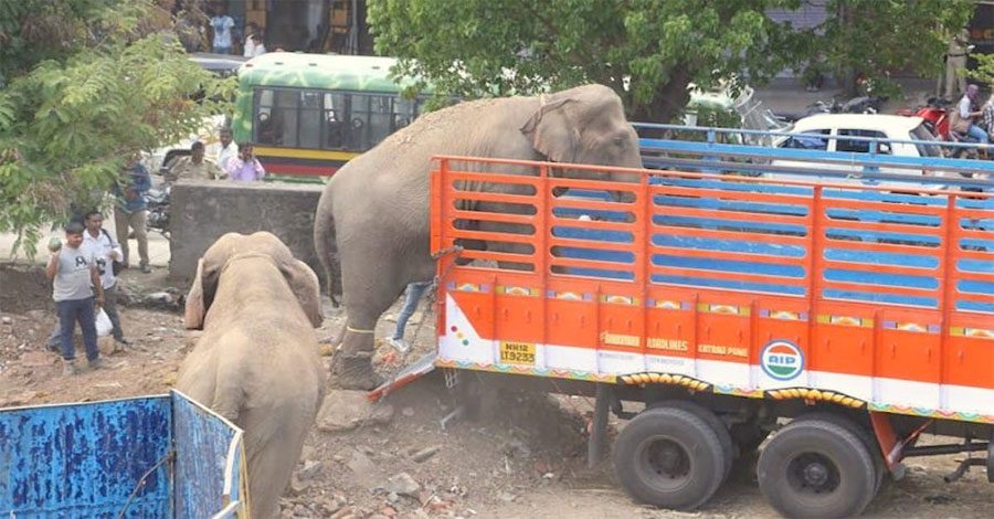Cargan a cuatro elefantes maltratados en camiones. ¿A dónde los llevan? Todo un milagro...