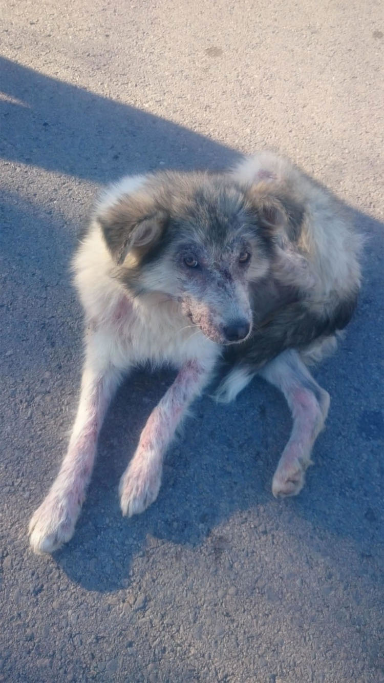 Unos niños estaban tirando piedras a este perro callejero. ¿Su respuesta? ¡INCREÍBLE!