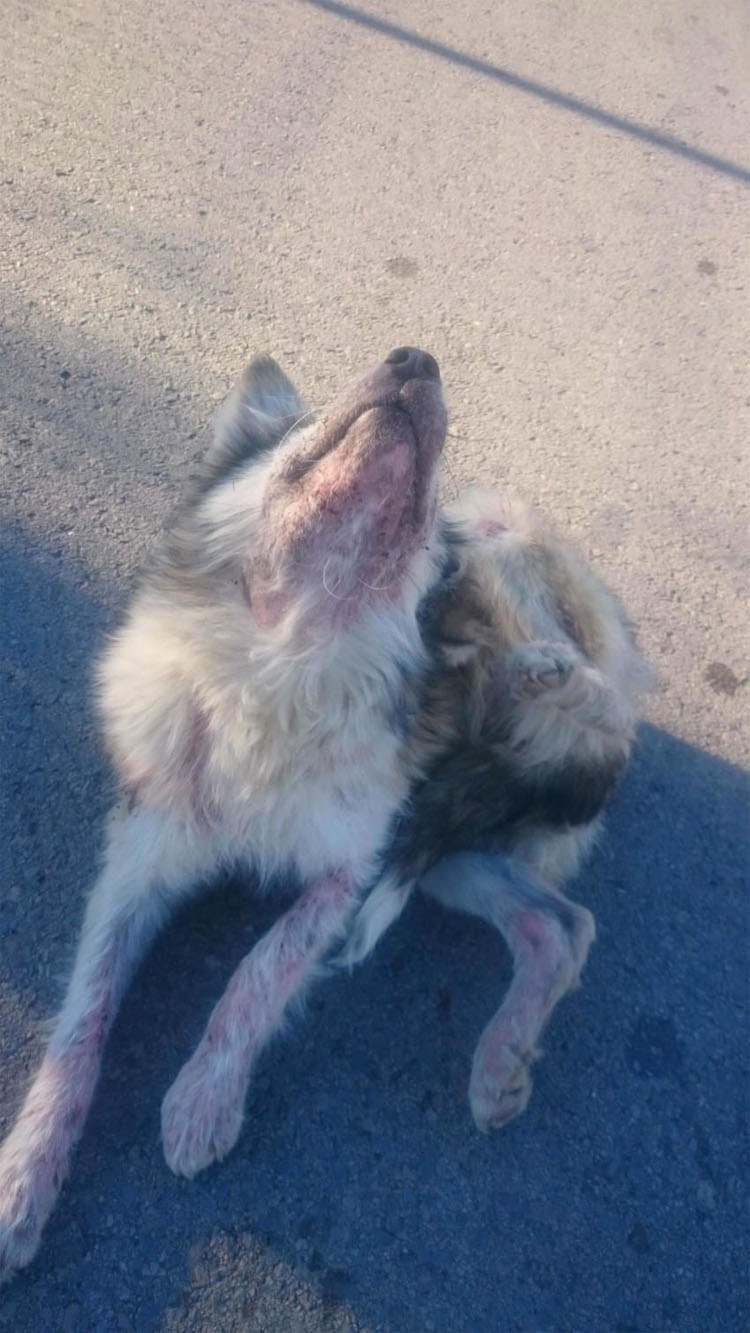 Unos niños estaban tirando piedras a este perro callejero. ¿Su respuesta? ¡INCREÍBLE!