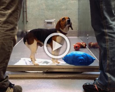 El emotivo vídeo viral de la perrita Suzie que te hará llorar... 7 El emotivo vídeo viral de la perrita Suzie que te hará llorar...