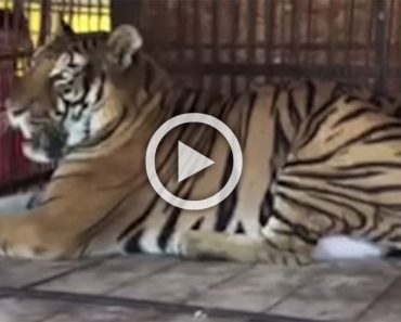 Este tigre pasó años enjaulado. Mira el momento en que siente la hierba sobre sus patas