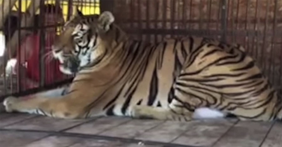 Este tigre pasó años enjaulado. Mira el momento en que siente la hierba sobre sus patas