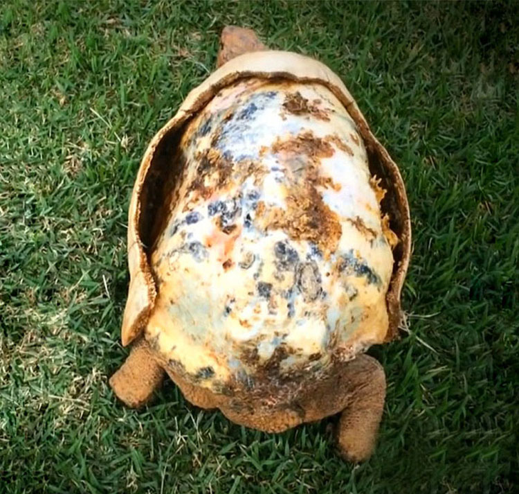 Esta tortuga perdió su caparazón por un fuego. Cuando la encuentran, sucede algo asombroso