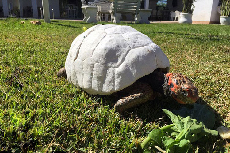 Esta tortuga perdió su caparazón por un fuego. Cuando la encuentran, sucede algo asombroso