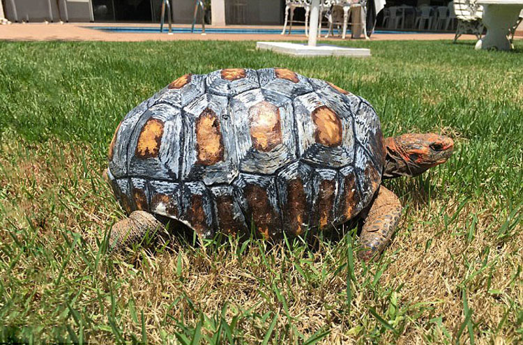 Esta tortuga perdió su caparazón por un fuego. Cuando la encuentran, sucede algo asombroso
