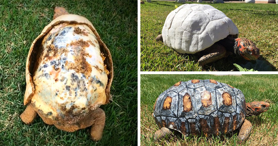 Esta tortuga perdió su caparazón por un fuego. Cuando la encuentran, sucede algo asombroso