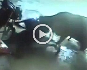Unos asaltantes tratan de agredir a una niña. Ahora mira la reacción de la vaca...