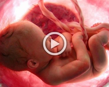 ¡Este video que muestra los 9 meses de la vida en el útero en 4 minutos es simplemente impresionante!