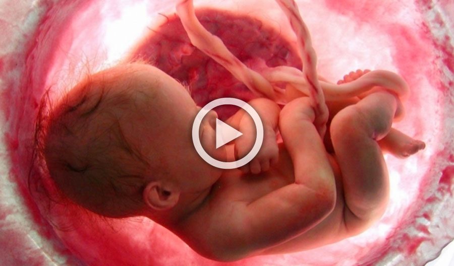 ¡Este video que muestra los 9 meses de la vida en el útero en 4 minutos es simplemente impresionante!