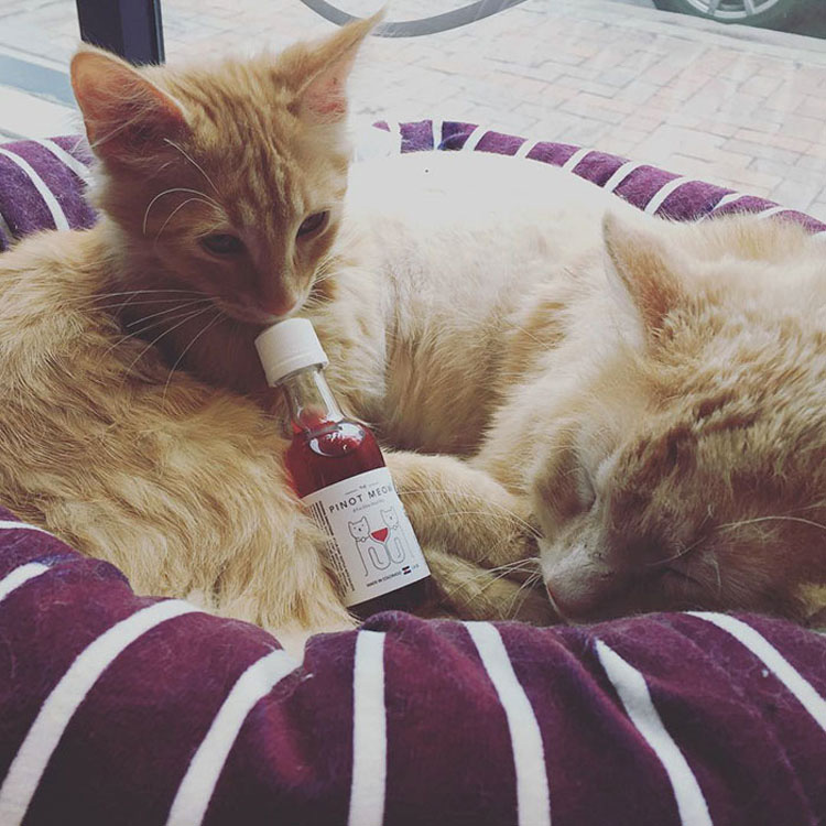 Convierte a tu gato en un compañero de copas gracias a los nuevos vinos para gatos