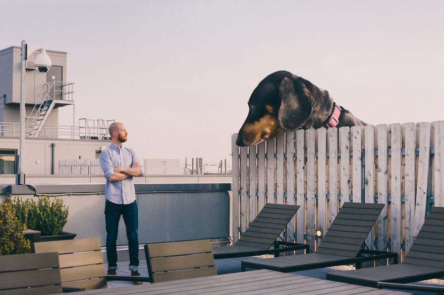 Su dueño decidió hacer GRANDE a su pequeña perrita. ¡Tienes que verlos! [6 FOTOS]