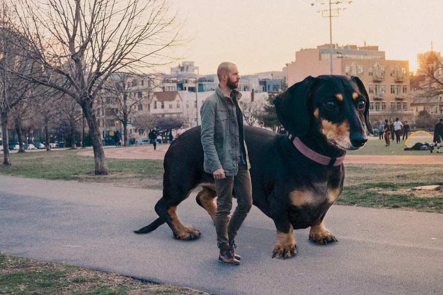 Su dueño decidió hacer GRANDE a su pequeña perrita. ¡Tienes que verlos! [6 FOTOS]