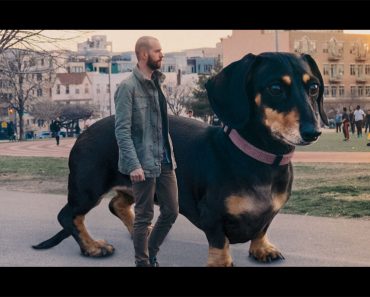 Su dueño decidió hacer GRANDE a su pequeña perrita. ¡Tienes que verlos! [6 FOTOS]