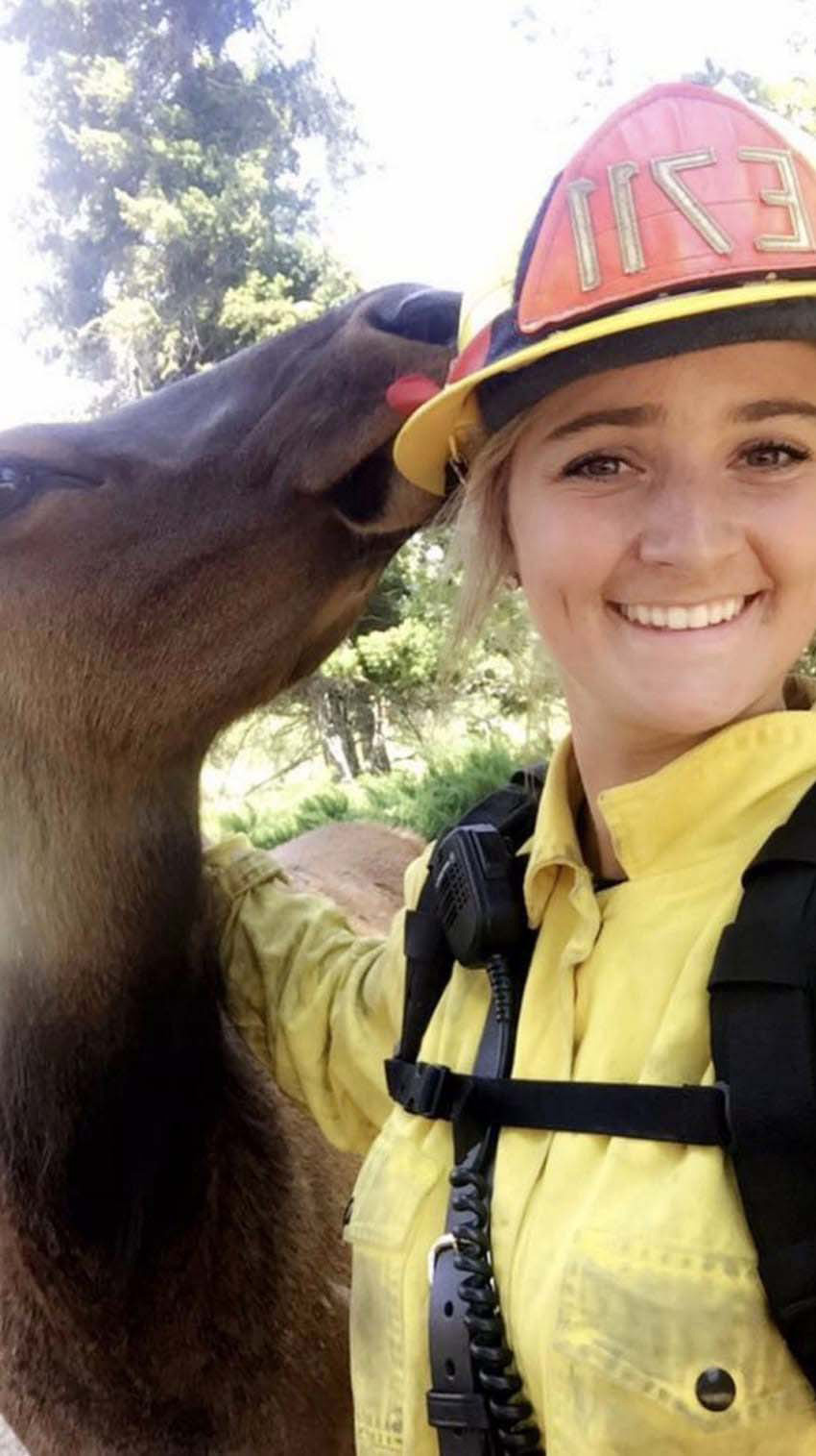 Esta alce se aproxima a un bombero por detrás. ¿Qué es lo quiere? ¡Demasiado adorable!