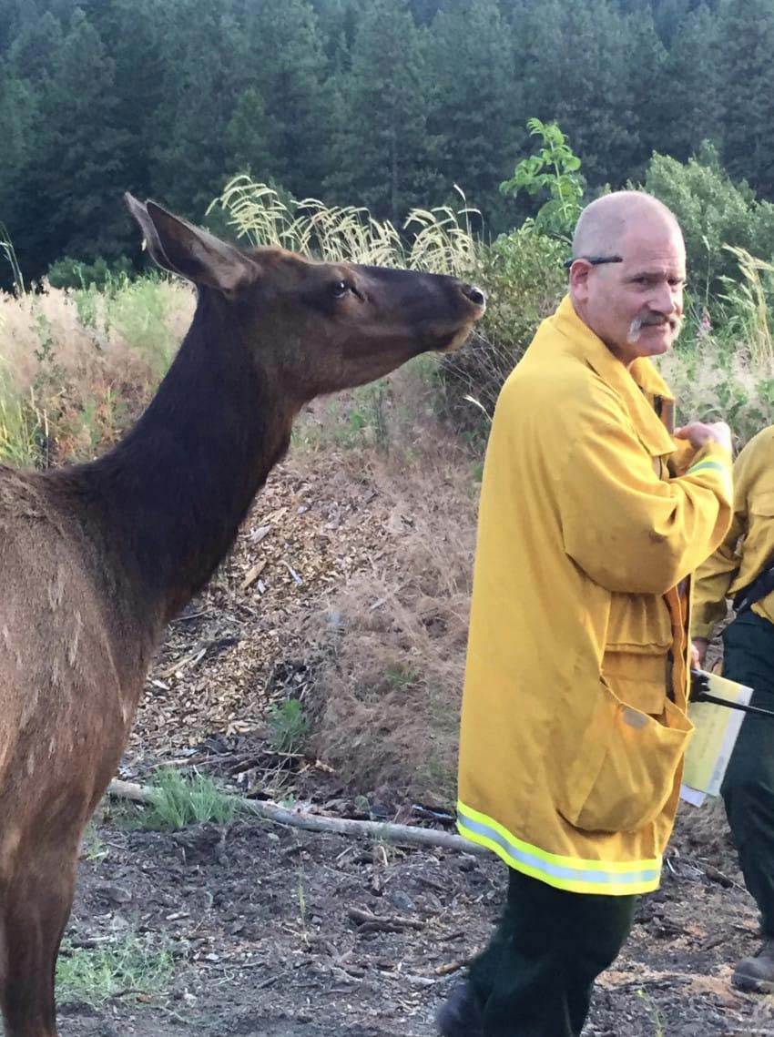 Esta alce se aproxima a un bombero por detrás. ¿Qué es lo quiere? ¡Demasiado adorable!