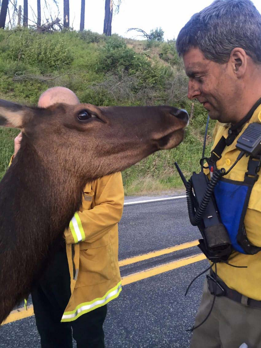 Esta alce se aproxima a un bombero por detrás. ¿Qué es lo quiere? ¡Demasiado adorable!