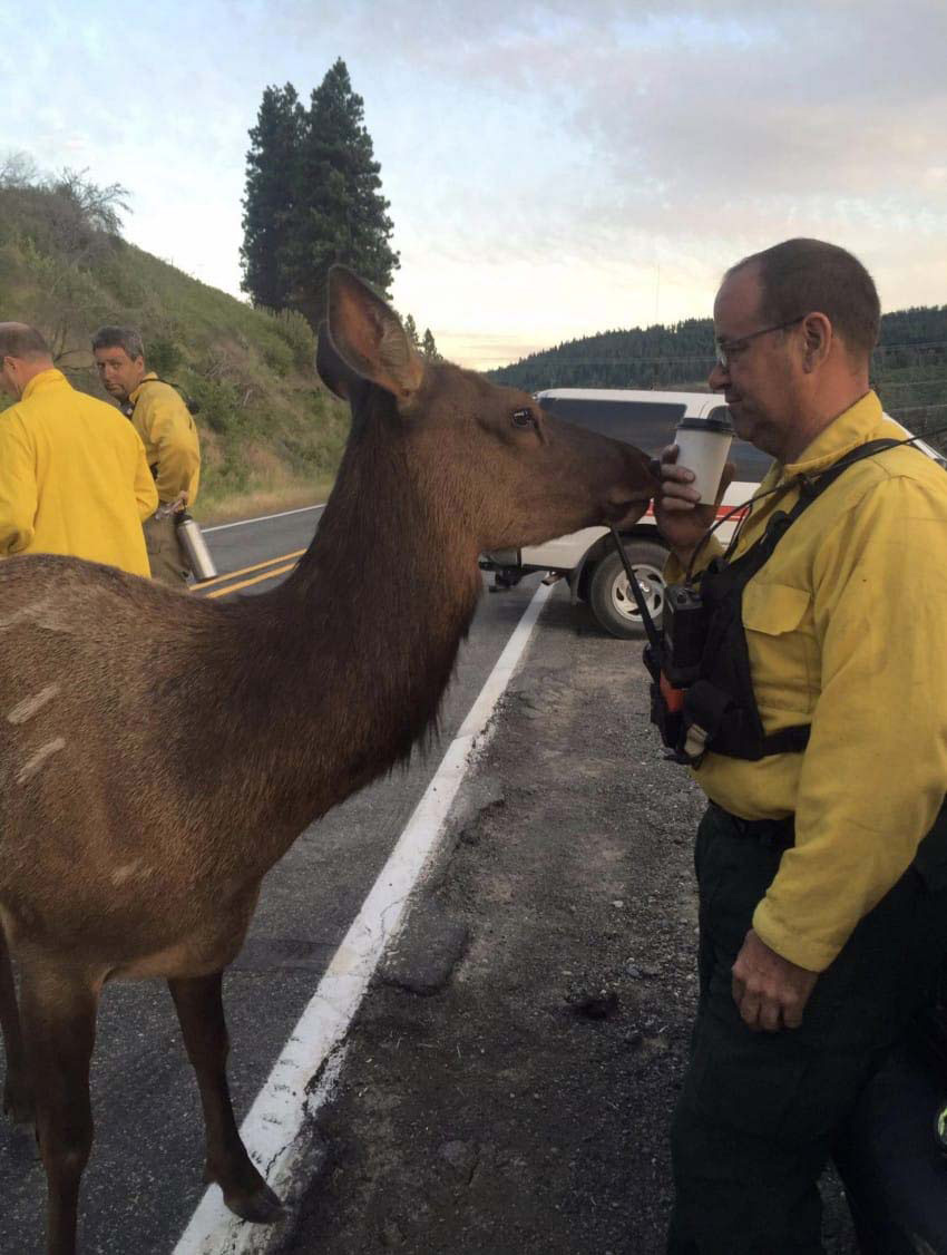 Esta alce se aproxima a un bombero por detrás. ¿Qué es lo quiere? ¡Demasiado adorable!