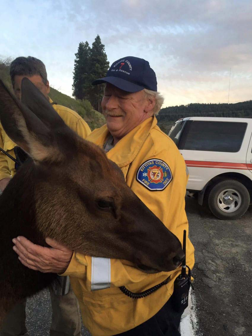 Esta alce se aproxima a un bombero por detrás. ¿Qué es lo quiere? ¡Demasiado adorable!