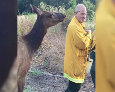 Esta alce se aproxima a un bombero por detrás. ¿Qué es lo quiere? ¡Demasiado adorable!