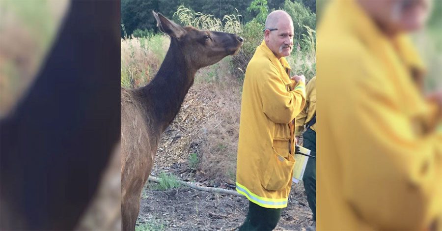 Esta alce se aproxima a un bombero por detrás. ¿Qué es lo quiere? ¡Demasiado adorable! 9 Esta alce se aproxima a un bombero por detrás. ¿Qué es lo quiere? ¡Demasiado adorable!