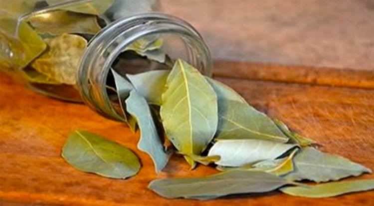 Quema una hoja de laurel en casa y mira lo que sucede en sólo 10 minutos