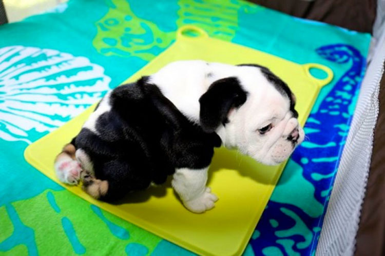 Una mujer se enamoró de este cachorro al instante, después miró hacia abajo y lo vió...