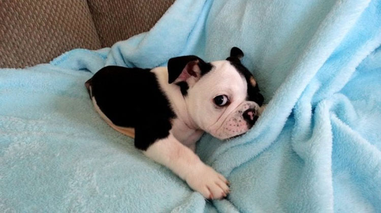 Una mujer se enamoró de este cachorro al instante, después miró hacia abajo y lo vió...