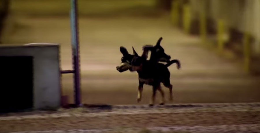 En plena noche son sorprendidos por un cachorro con tres cabezas. Esta es su reacción...