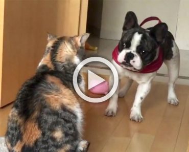 Este bulldog trata desesperadamente de jugar. ¿La reacción del gato? ¡Divertidísima!