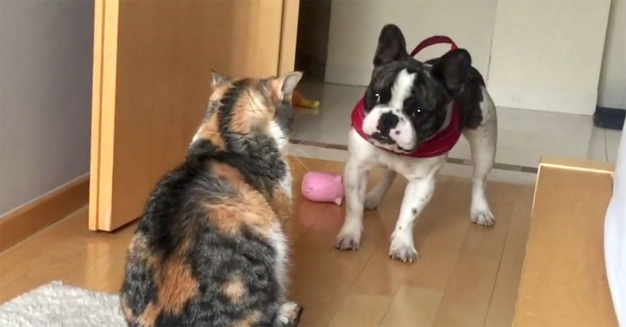 Este bulldog trata desesperadamente de jugar. ¿La reacción del gato? ¡Divertidísima!