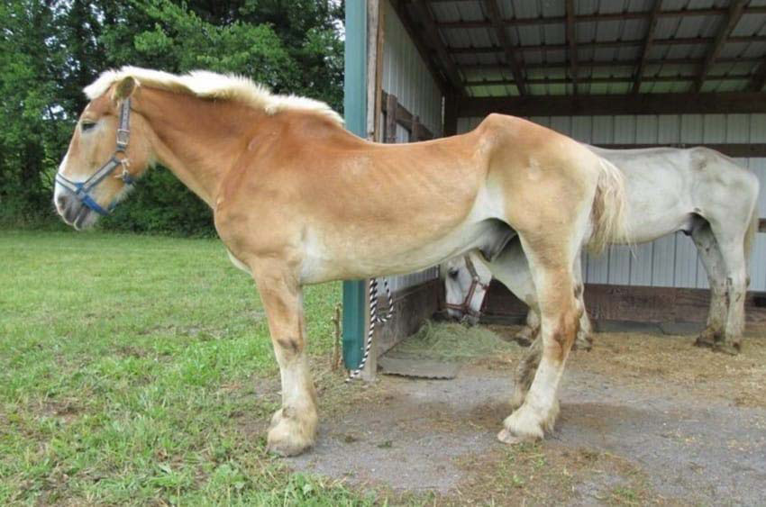 Llevan a este viejo caballo a un santuario. Entonces descubren la horrible verdad ...