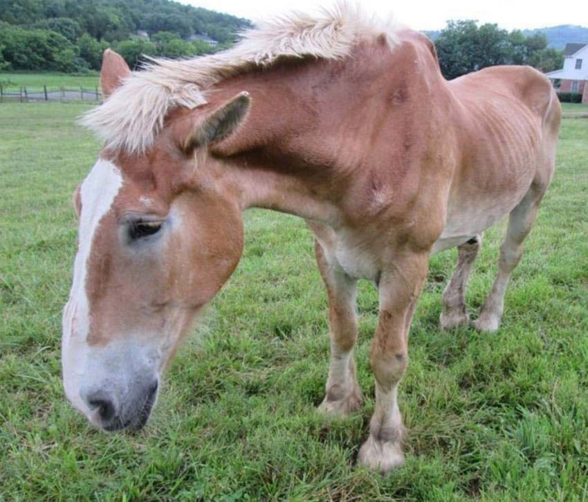 Llevan a este viejo caballo a un santuario. Entonces descubren la horrible verdad ...