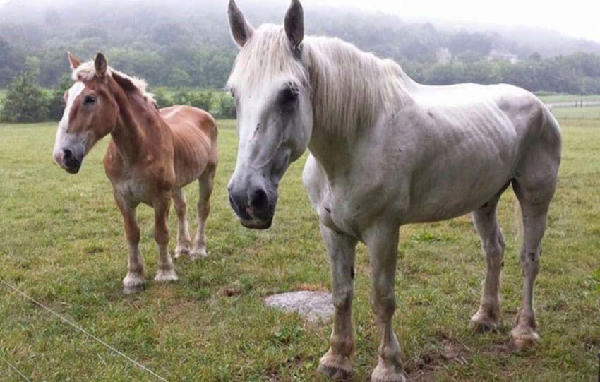 Llevan a este viejo caballo a un santuario. Entonces descubren la horrible verdad ...