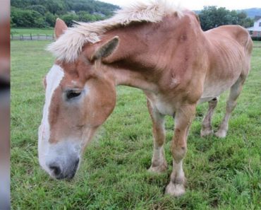 Llevan a este viejo caballo a un santuario. Entonces descubren la horrible verdad ...