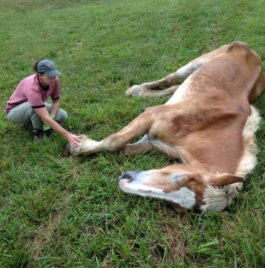 Llevan a este viejo caballo a un santuario. Entonces descubren la horrible verdad ...