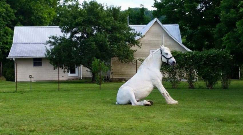 Llevan a este viejo caballo a un santuario. Entonces descubren la horrible verdad ...