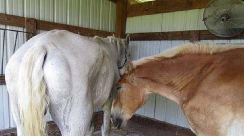 Llevan a este viejo caballo a un santuario. Entonces descubren la horrible verdad ...