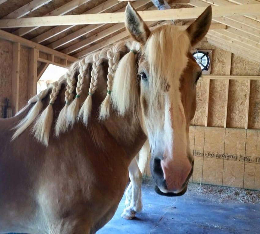 Llevan a este viejo caballo a un santuario. Entonces descubren la horrible verdad ...