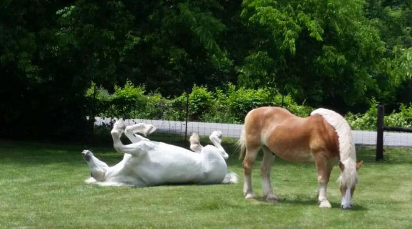 Llevan a este viejo caballo a un santuario. Entonces descubren la horrible verdad ...