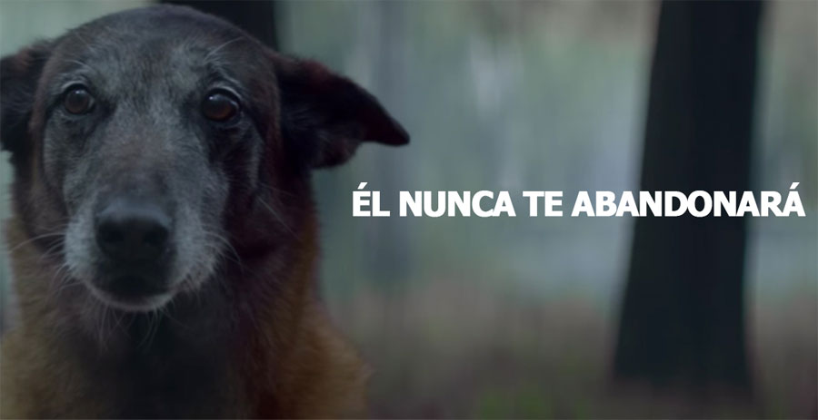 La nueva campaña contra el abandono de mascotas que hará que te emociones