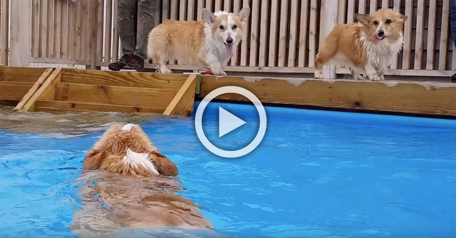 2 cachorros corgi ven a su amigo en la piscina. Ahora mira cuando hacen ESTO. ¡Adorables!