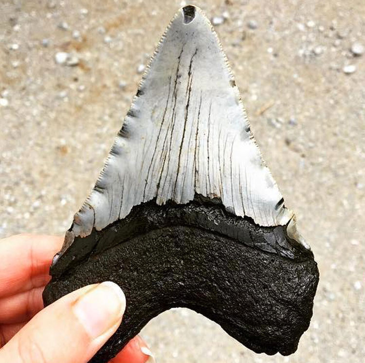 Lo que acaba varado en una playa en Carolina del Norte es tan EXTRAÑO que no parecía real