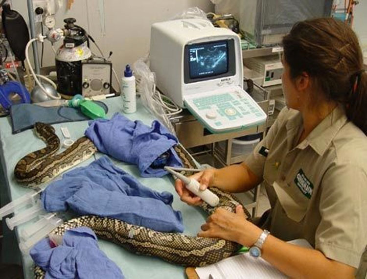 Dormía todas las noches con una serpiente. Hasta que la veterinario le dijo la verdad