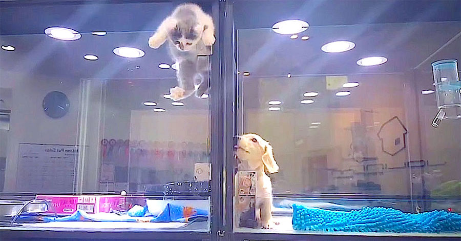 El perrito está solo en la tienda de mascotas. Ahora observa lo que hace el gatito ...