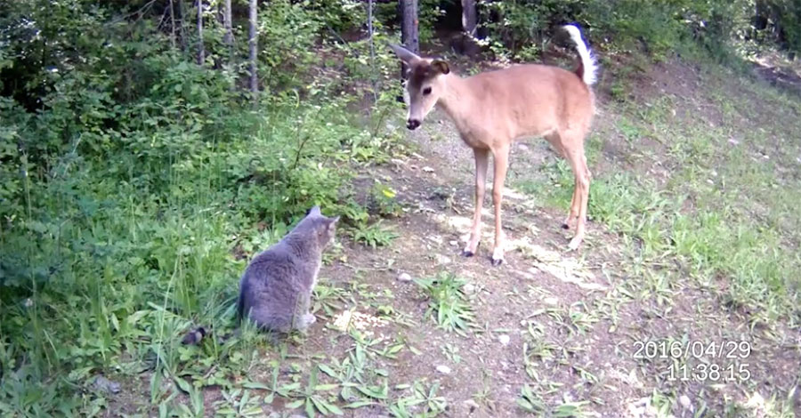 Sorprende a su gato haciendo algo extraño en el bosque. Pero sigue mirando al ciervo ... 1