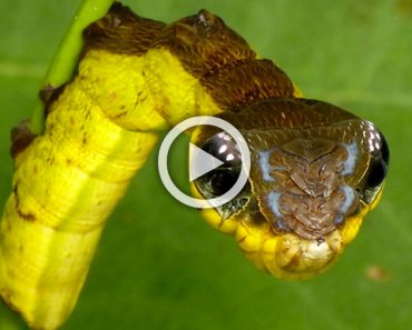 ¿Crees que esto es una serpiente? La verdad que hay detrás de esto te SORPRENDERÁ... 1 ¿Crees que esto es una serpiente? La verdad que hay detrás de esto te SORPRENDERÁ...