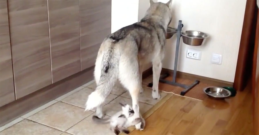 Esta husky no tiene ningún cachorro. Ahora mira lo que su dueña le pone bajo su pata