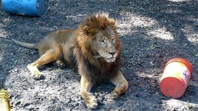 Los rescatadores no creían que este león maltratado sobreviviría. Pero mira cuando entra