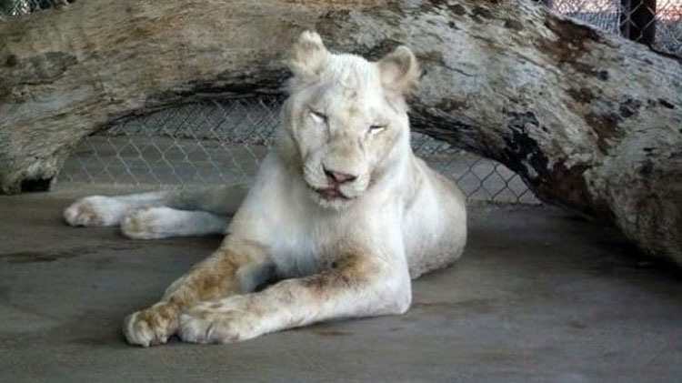 Los rescatadores no creían que este león maltratado sobreviviría. Pero mira cuando entra